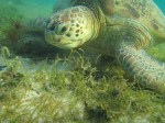 Hawksbill Sea Turtle,Derawan&nbsp;Island