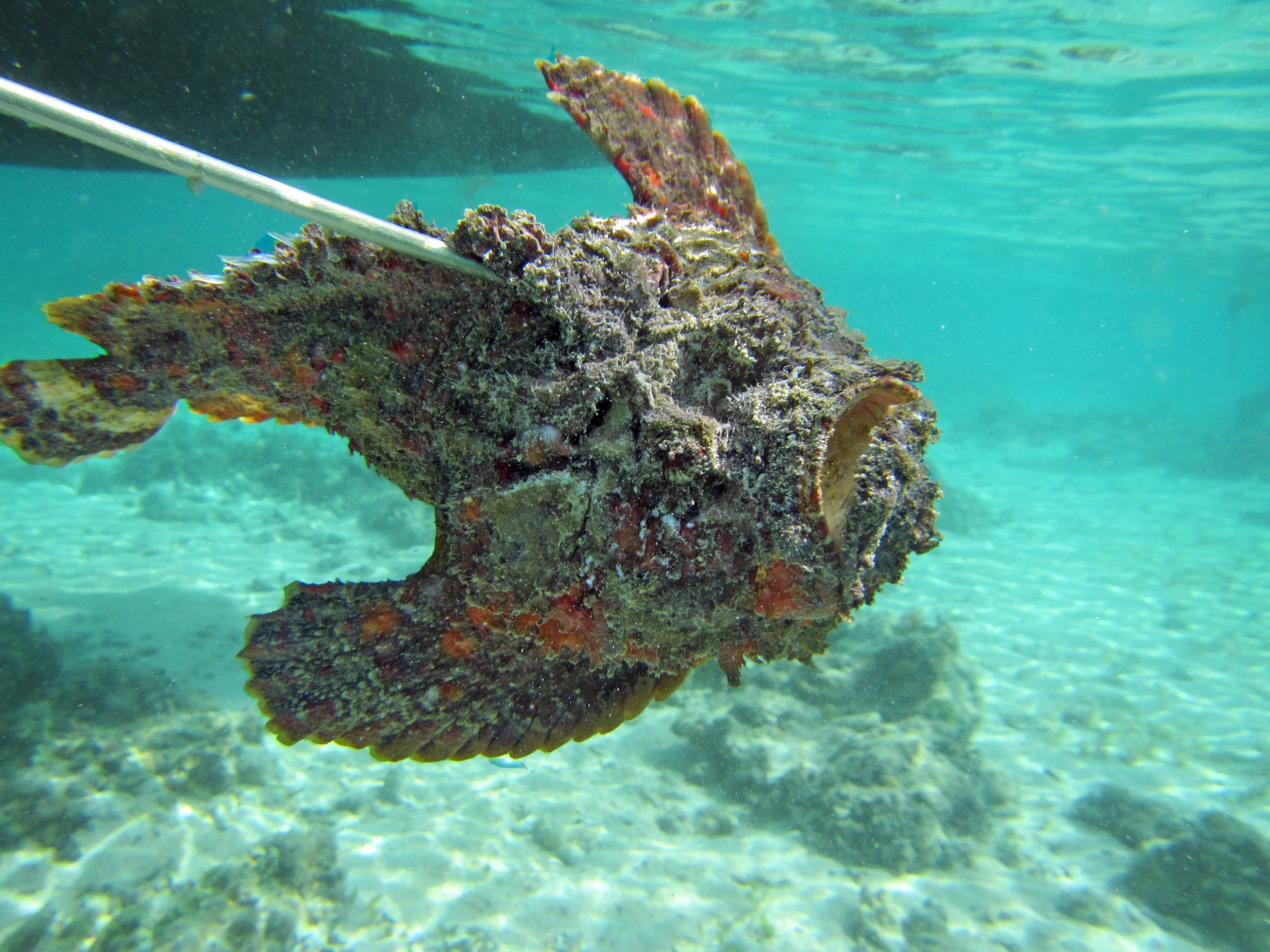 Indonesia | The Aquatic Ape