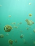 Jellyfish, Kakaban Island,&nbsp;Indonesia
