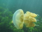 Jellyfish, Kakaban Island