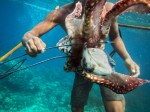Sama DIlaut fisherman with Octopus Catch, Gulf of Davao, Mindanao,&nbsp;Philippines