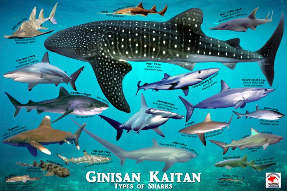 kaitan-shark-ocean-back