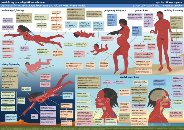 human_aquatic_adaptations