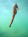 Sea Horse, Lasolo, Sulawesi,&nbsp;Indonesia